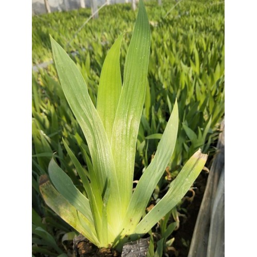 出售鳶尾，鳶尾種植基地，